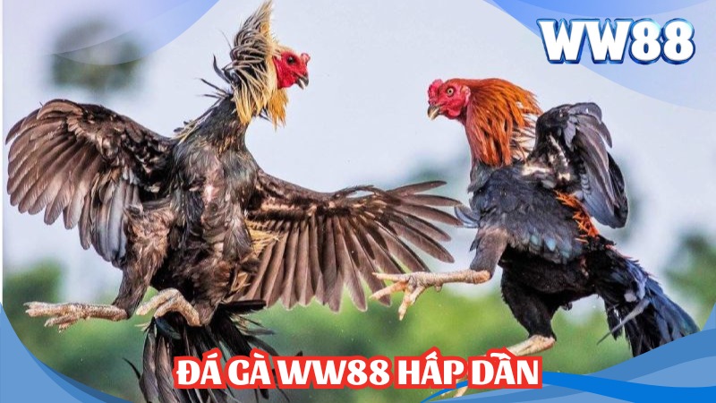 Đá gà WW88 hấp dẫn